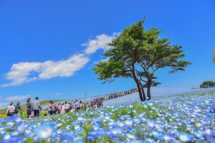 Hitachi Seaside Park Day Tour plZTZ9rV