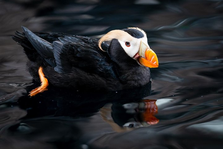 Kenai Fjords And Resurrection Bay Half-Day Wildlife Cruise Harga Promo ...