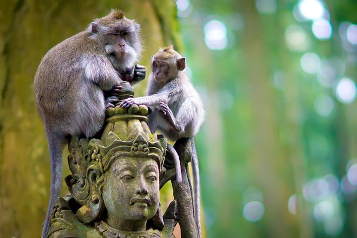 One Day Tour Bali - √Sangeh (Monkey Forest) √Bedugul √Sunset At Tanah ...