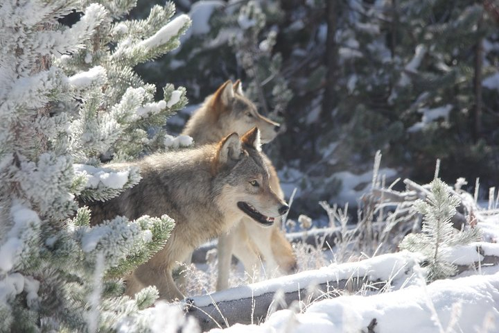 Yellowstone & Grand Teton National Parks - Ultimate Wildlife Safari FpxHsEEq
