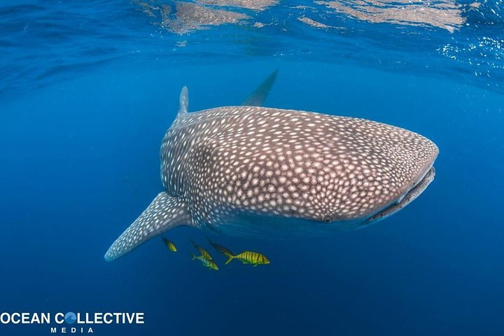 Whale Shark Adventure Tour Promo Up To 7% 2024