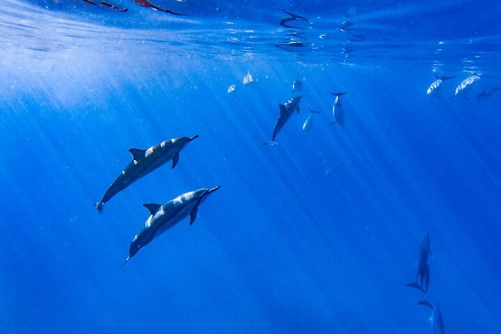 Dolphin Watch & Snorkel Captain Cook Monument Big Island Kailua-Kona ...