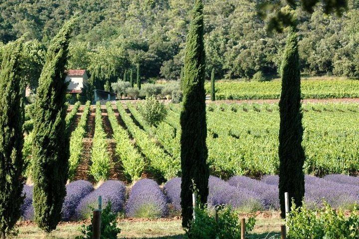 Half day Wine Tour in Côteaux Aix from Aix en Provence Harga Promo ...