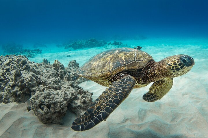 Snorkel with Turtles in Waikiki kjDs2soE-backdrop