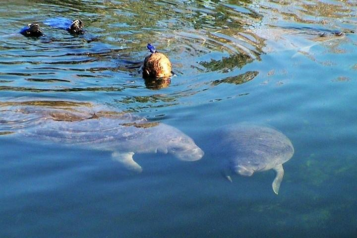 Swim And Snorkel With Manatees In A Guided Crystal River Tour Harga ...