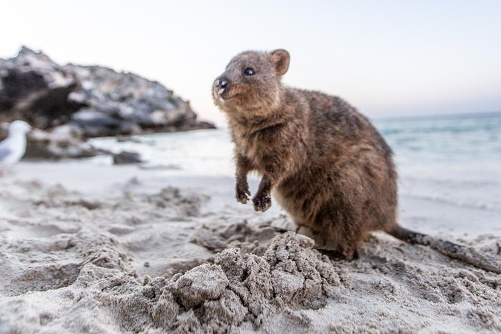 Fremantle to Rottnest Island Roundtrip Ferry Ticket 8K6UkNJo