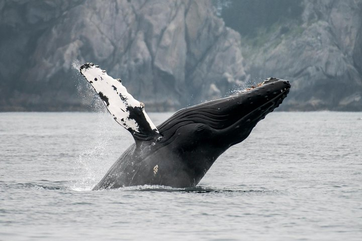 juneau-wildlife-whale-watching-mendenhall-glacier-harga-promo-terbaru