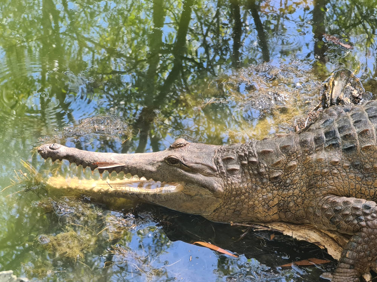 Hartley's Crocodile Adventures pa4J0wpY