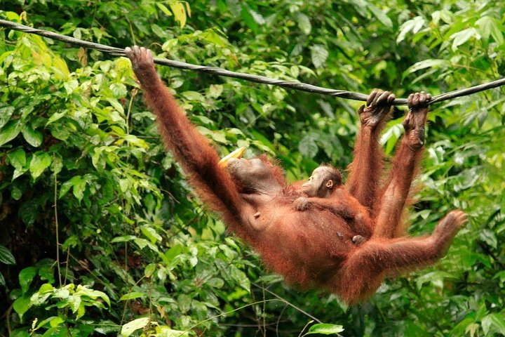 Full-Day Sepilok Orangutan and Sandakan City Trail from Kota Kinabalu ...