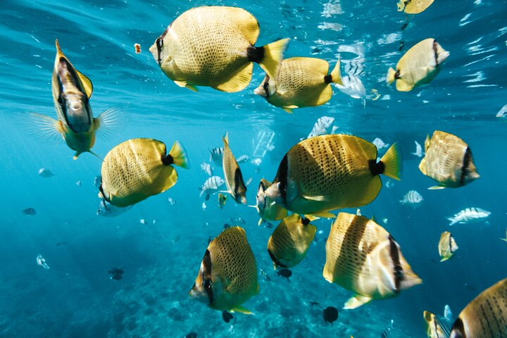 Snorkel with Turtles in Waikiki VvS2KN8G