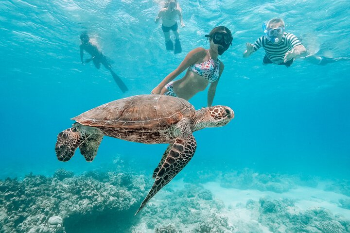 Snorkel with Turtles in Waikiki tMjinzv3