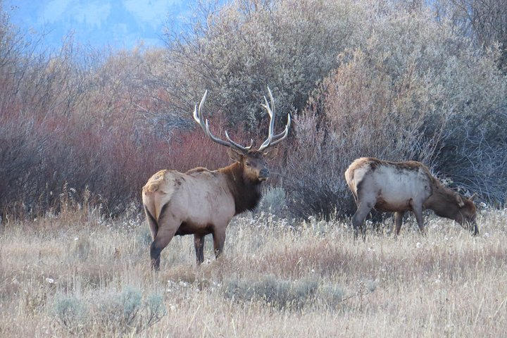 Yellowstone & Grand Teton National Parks - Ultimate Wildlife Safari w1C9YCFb