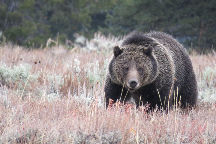 Yellowstone & Grand Teton National Parks - Ultimate Wildlife Safari AcY12vJG-backdrop