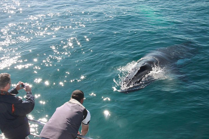 Busselton Whale Watching Eco Tours Harga Promo Terbaru 2023