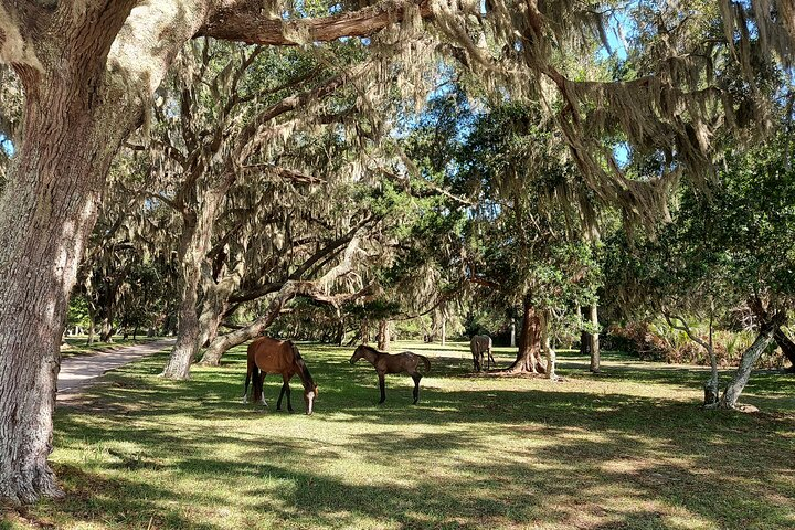 Cumberland Island Walking Tour o1rCNlyE
