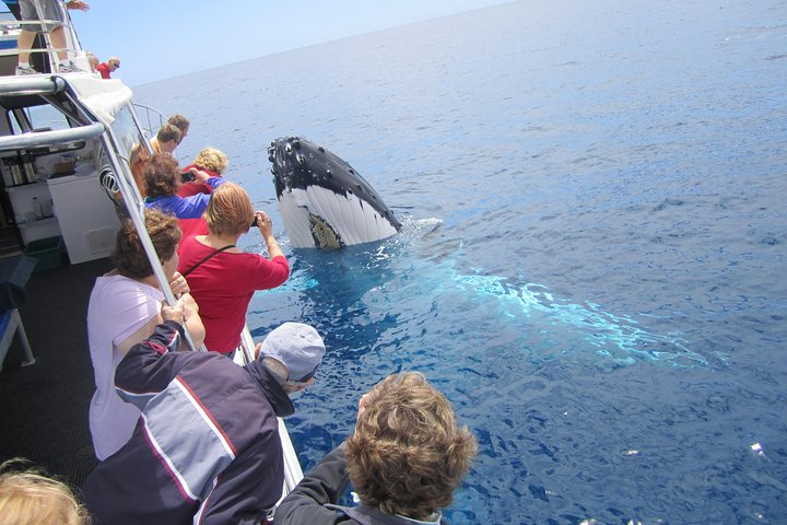 Busselton Whale Watching Eco Tours Harga Promo Terbaru 2023