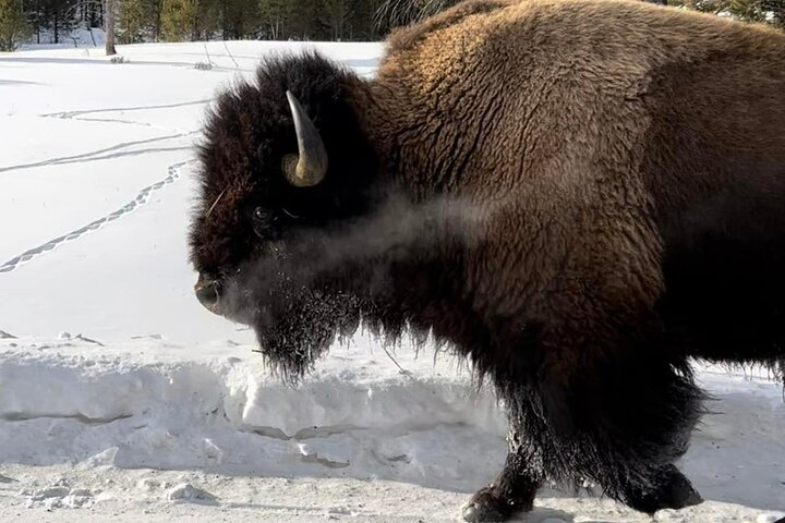 Private Yellowstone Winter Wildlife Safari Guided Tour Harga Promo ...