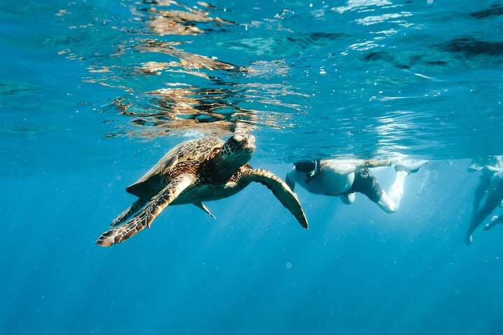 Snorkel with Turtles in Waikiki xTlrjf0a