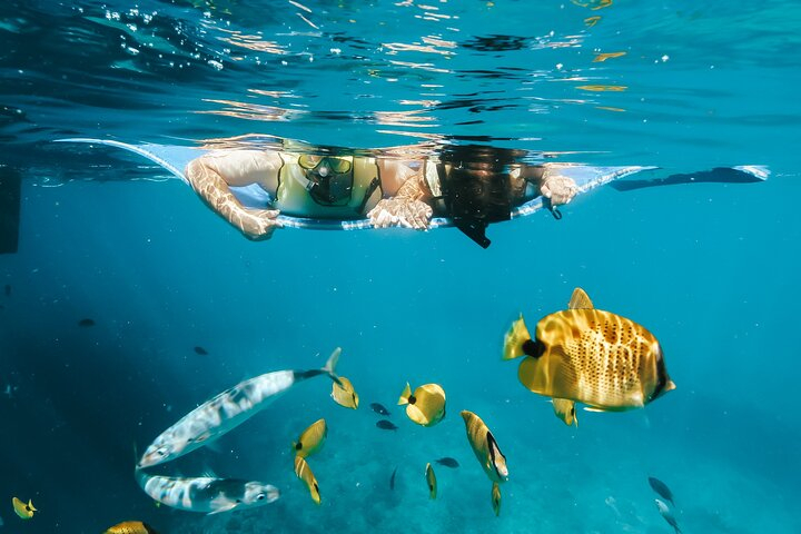 Snorkel with Turtles in Waikiki dZRaZv5A