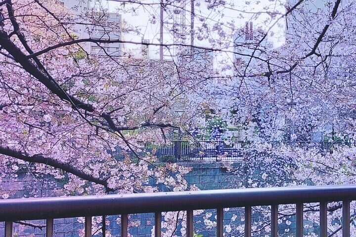 Licensed Guide Tokyo Meguro Cherry Blossom Walking Tour LzM3RRtE