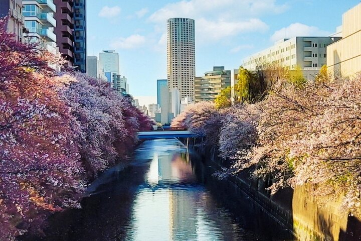 Licensed Guide Tokyo Meguro Cherry Blossom Walking Tour 80e4UE37