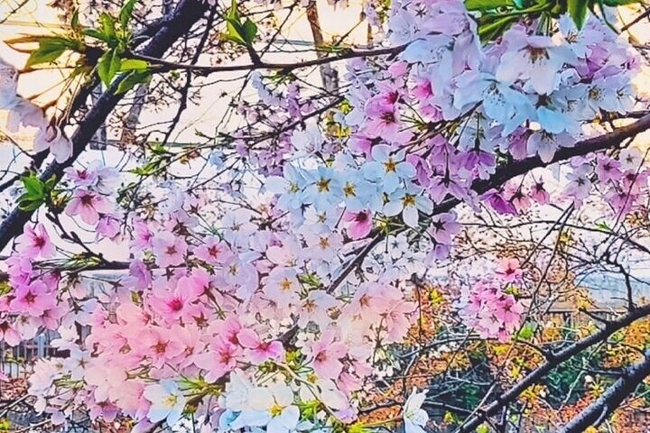 Licensed Guide Tokyo Meguro Cherry Blossom Walking Tour U7Ca8aaY-backdrop