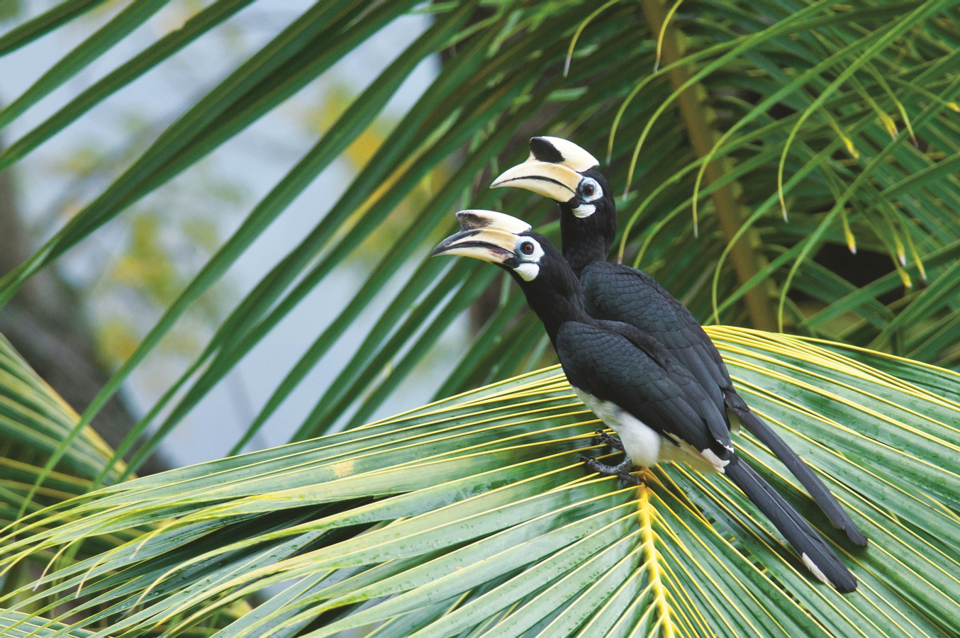 Langkawi Birdwatching Experience with Round Trip Transfer 5ErKhCwz
