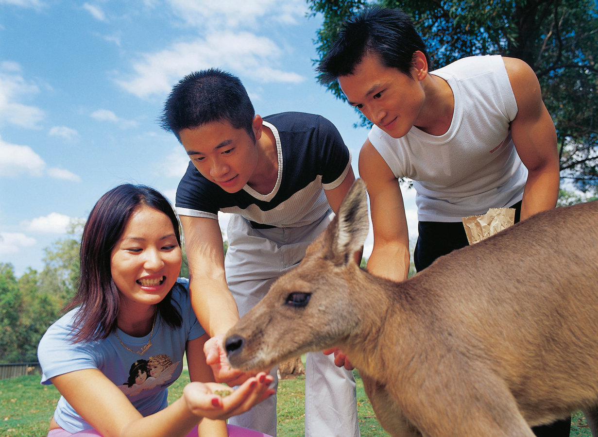 Mirimar Cruise - Brisbane River Cruise and Lone Pine Koala Sanctuary djBTUYsE
