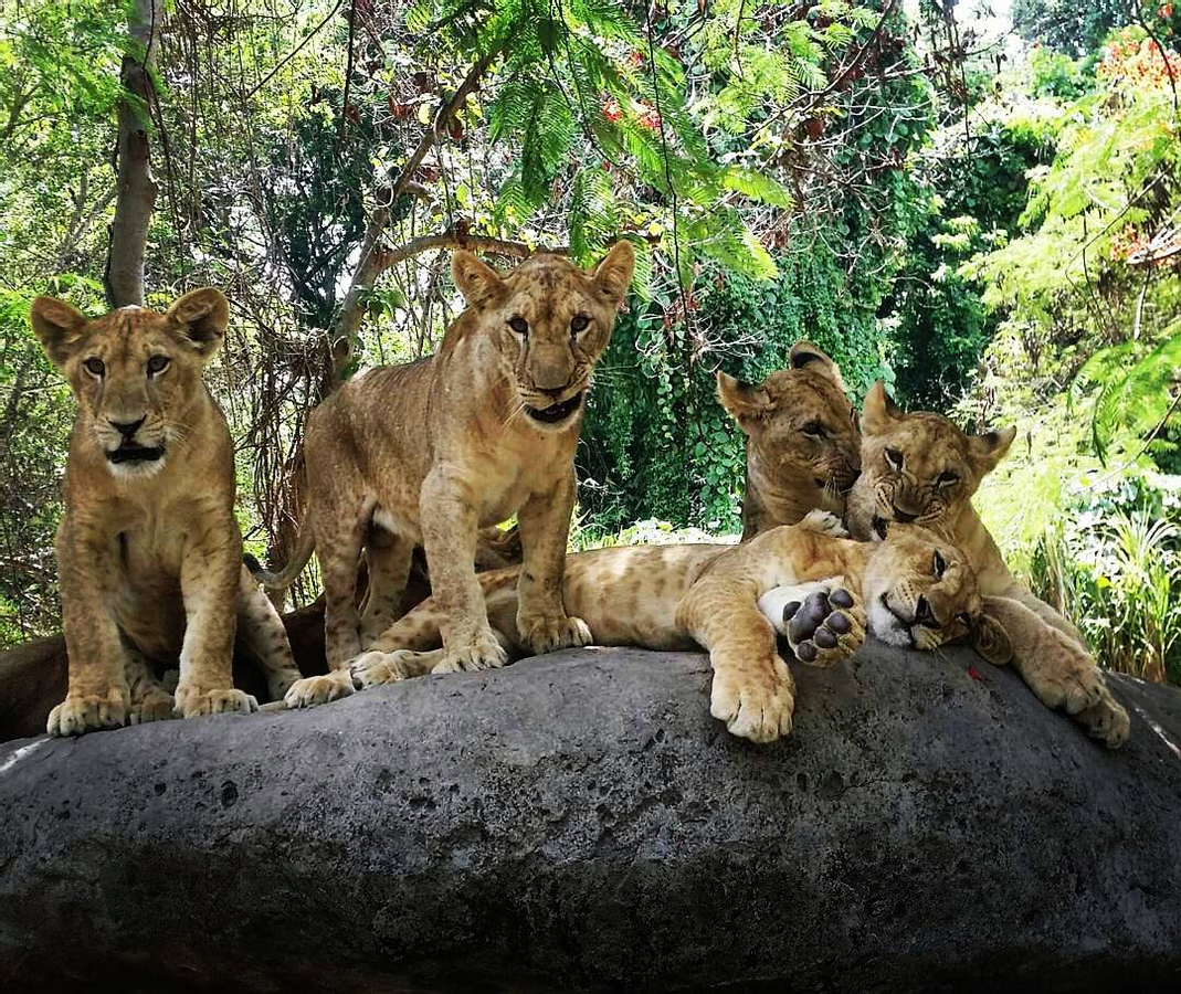 Tiket Bali Safari Park Harga Promo - tiket.com