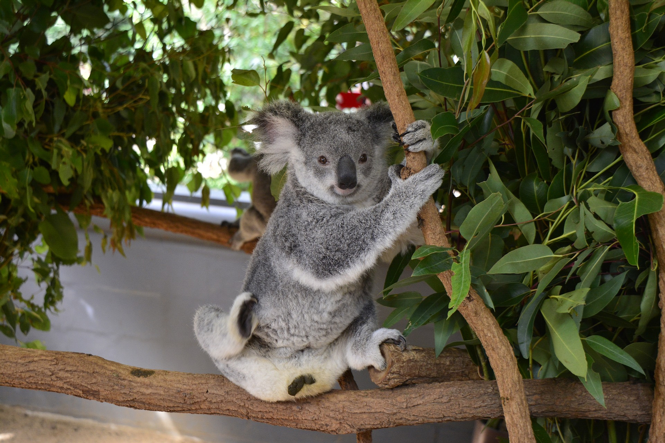 Mirimar Cruise - Brisbane River Cruise and Lone Pine Koala Sanctuary NWOTZWxM