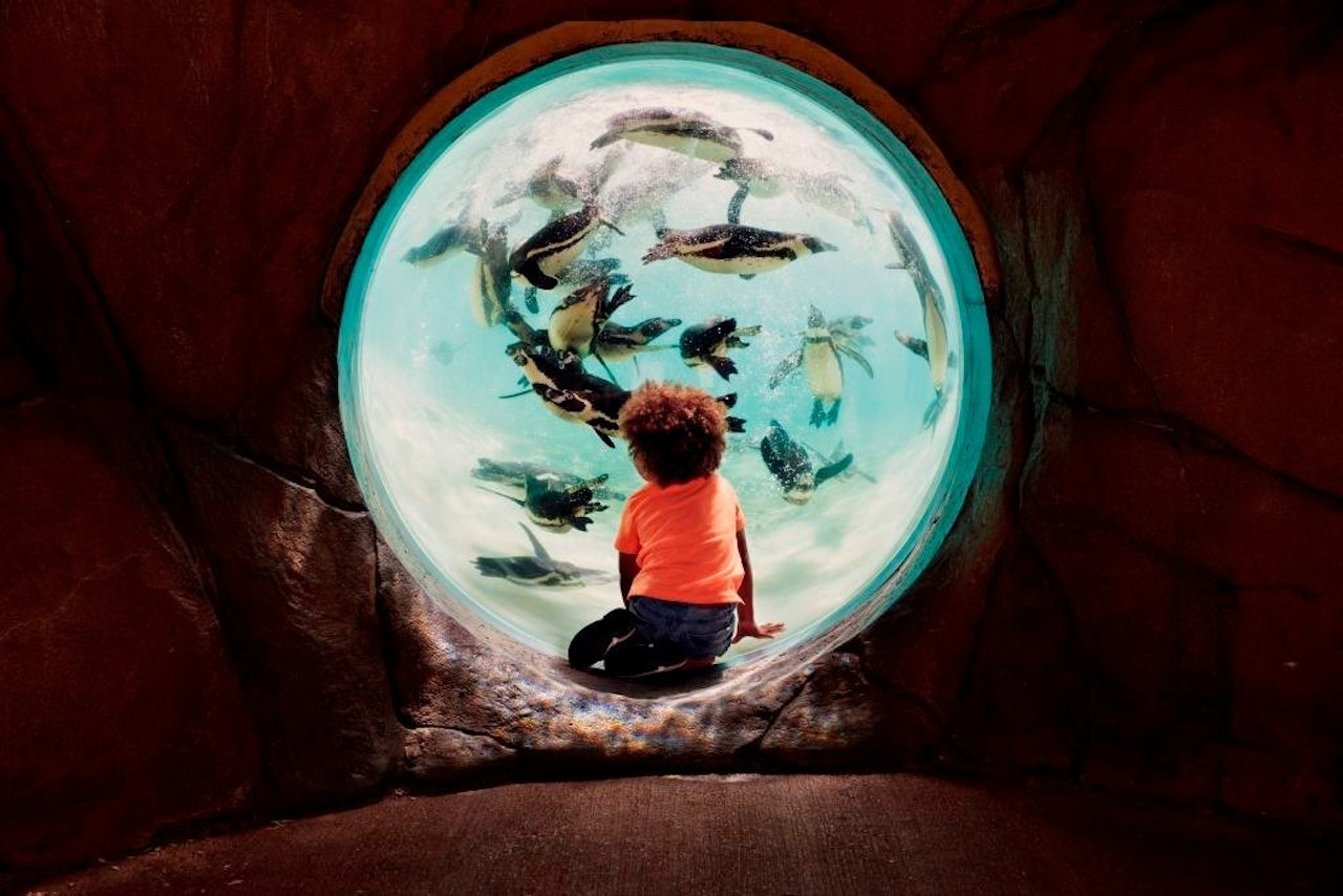 London Explorer Pass: Save up to 50% on Attractions 2x4JEPJQ