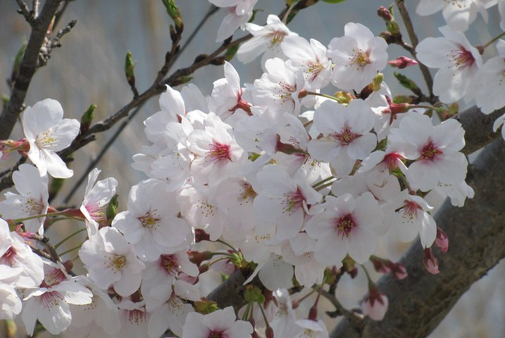Cherry Blossom highlights, Asakusa, Ueno & Meiji shrine Jc2chOFU-backdrop