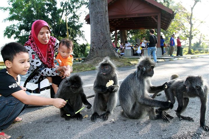 Kuala Selangor Fireflies Tour & Batu Caves Include Seafood Dinner odpTvol3