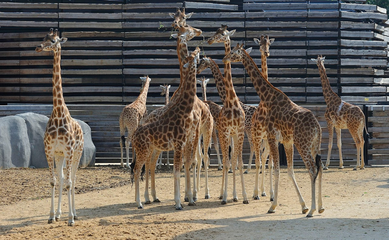 Paris Zoo (Parc Zoologique de Paris) stNB3tTJ