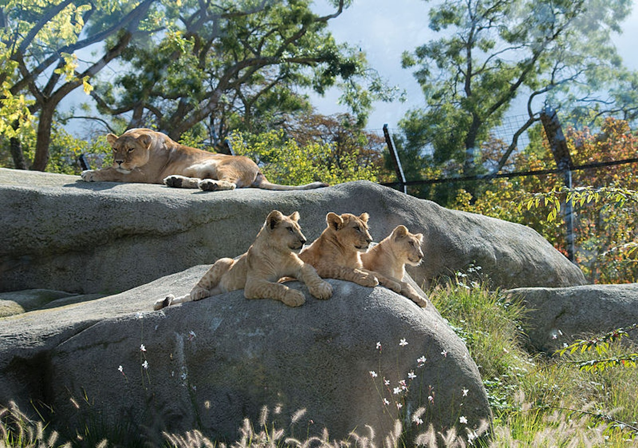 Paris Zoo (Parc Zoologique de Paris) bMMbxew6