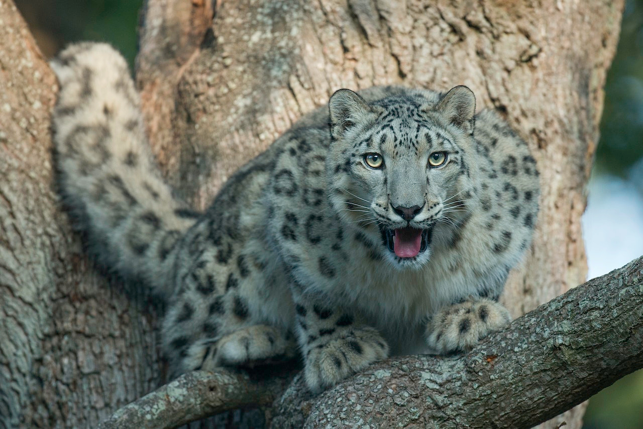 Thoiry ZooSafari: Skip The Line VspIsYVg-backdrop