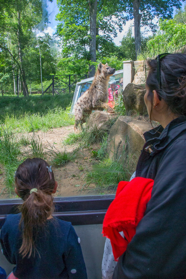 Thoiry ZooSafari: Skip The Line bzGKcatU