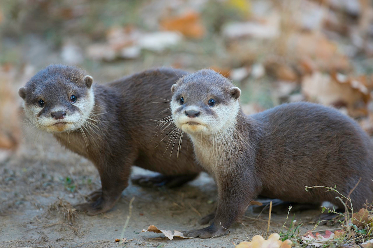 Thoiry ZooSafari: Skip The Line 2wxNk50t