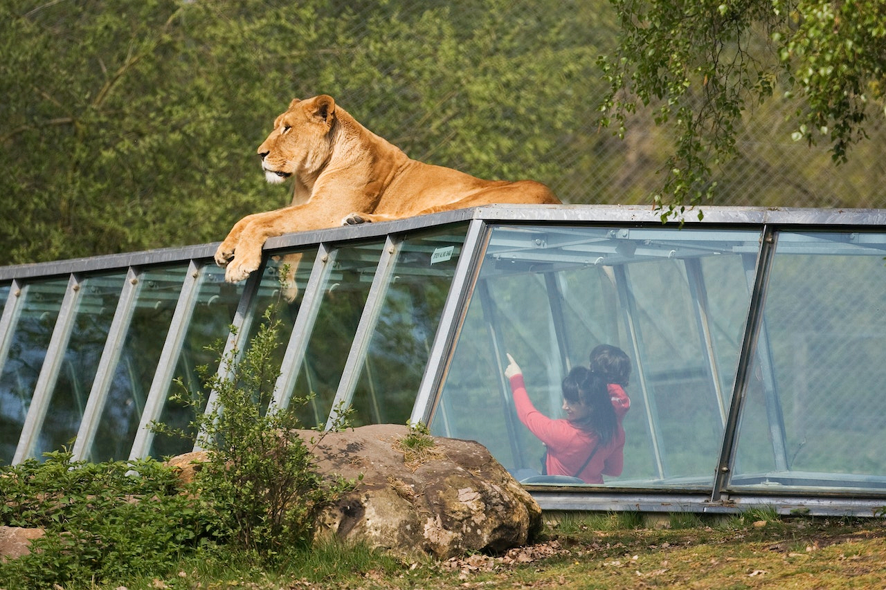 Thoiry ZooSafari: Skip The Line C0bqNL5M