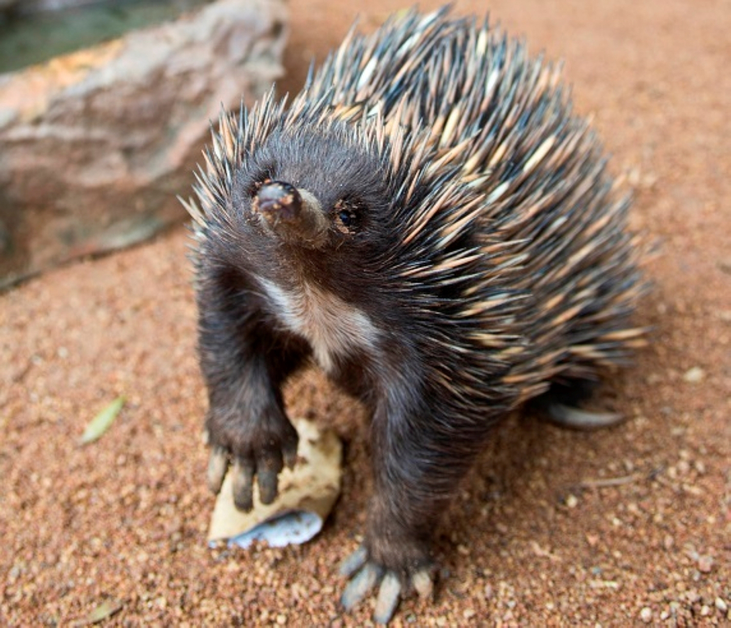 WILD LIFE Sydney Zoo Ticket JD4xAHD6