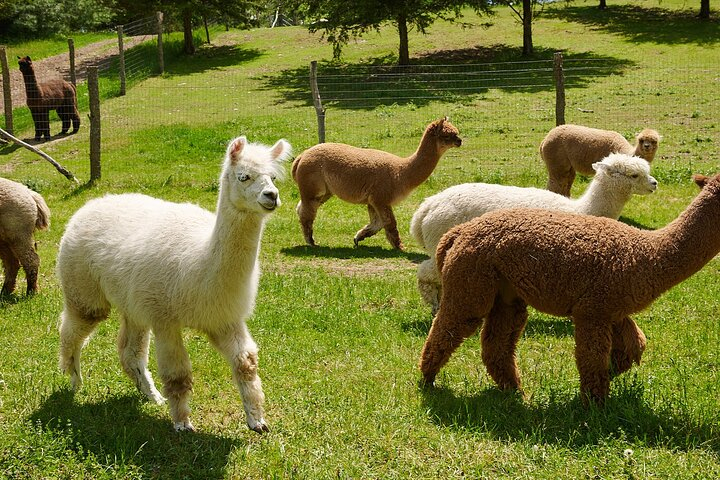 guided lilymoore alpaca farm tour