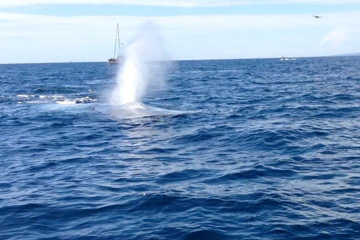 Whale Watching and Fishing Combination Excursions Harga Tiket Promo Up ...