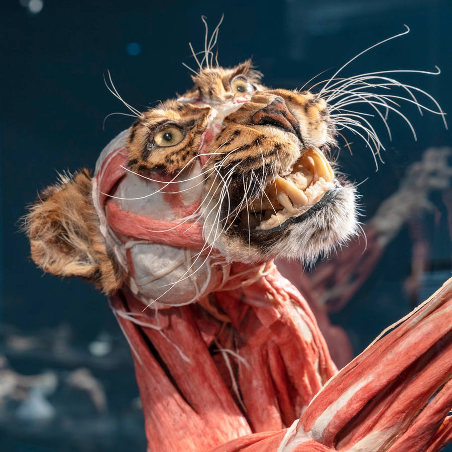 BODY WORLDS Berlin cD2r5rwg