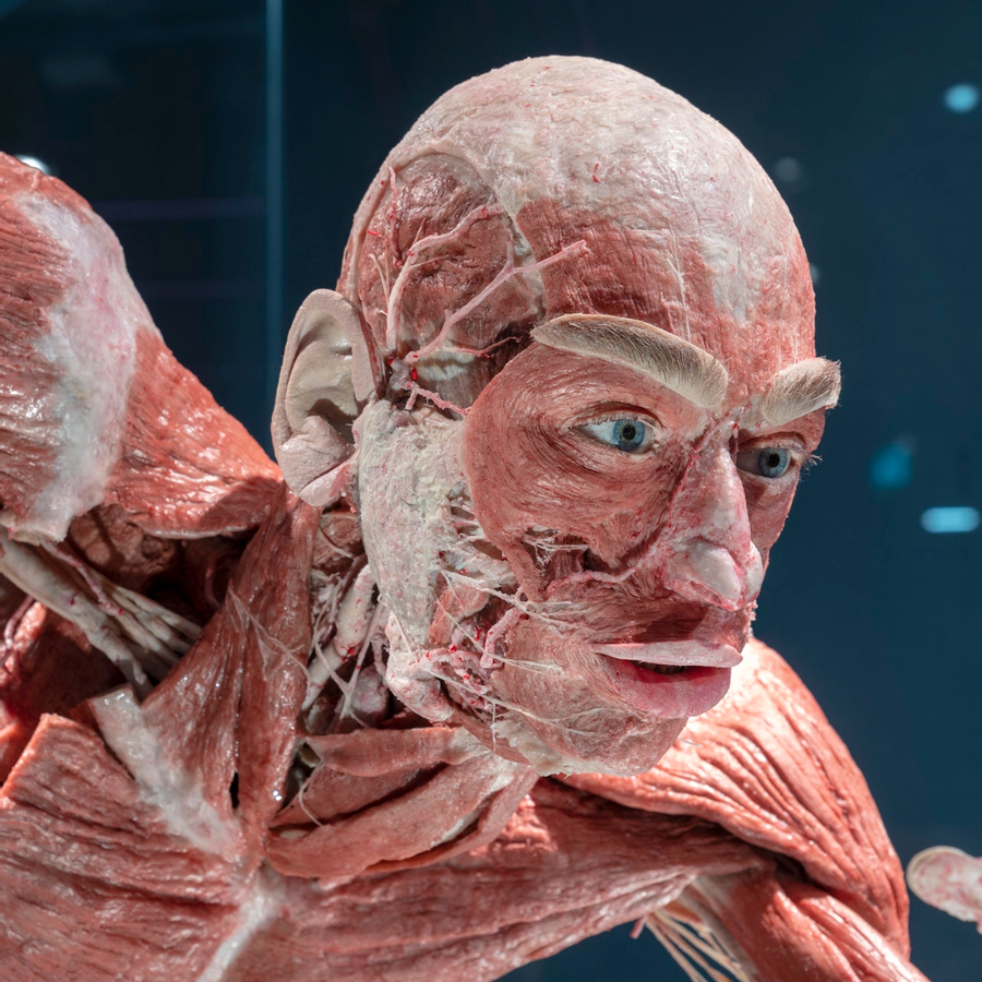 BODY WORLDS Berlin QwZJ7flj