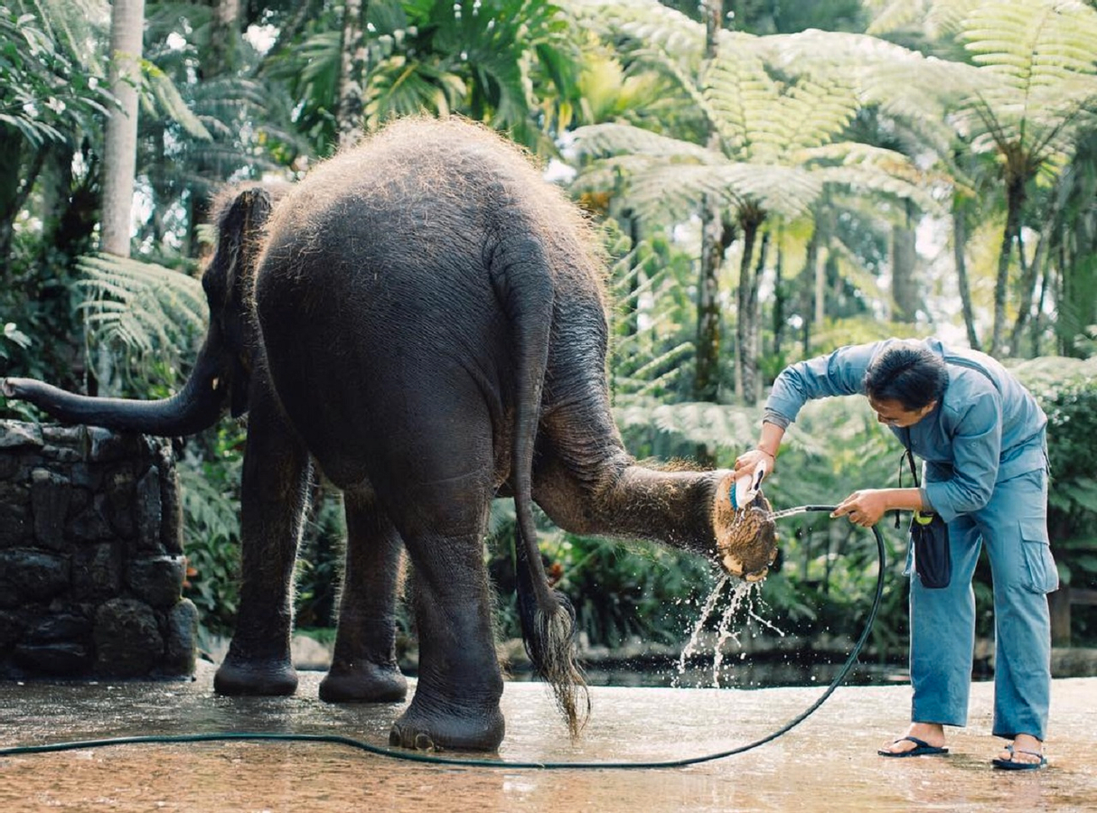Mason Elephant Park Bali by Mason Adventures (Formerly known as Elephant Safari Park) vsykrgSH