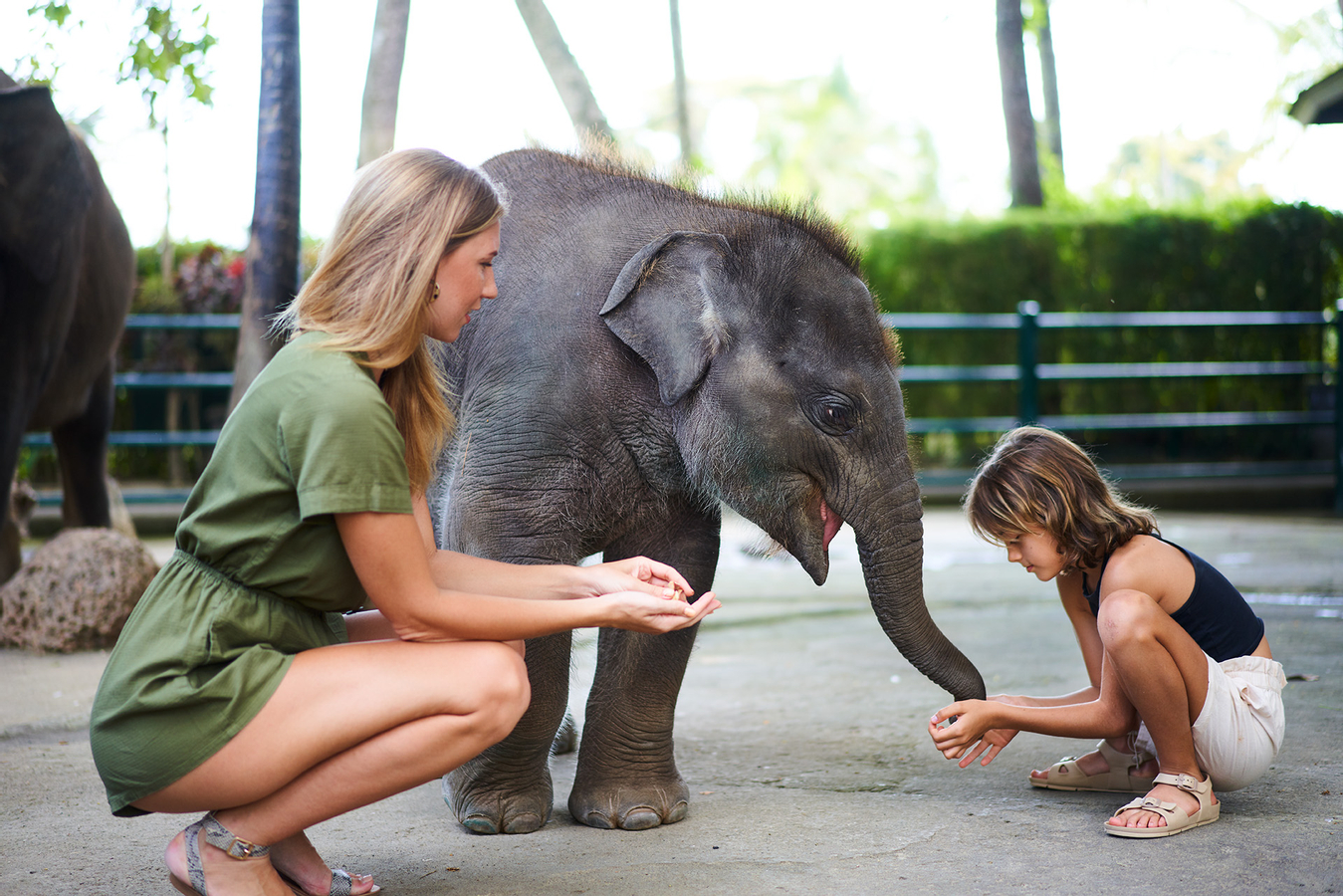 Mason Elephant Park Bali by Mason Adventures (Formerly known as Elephant Safari Park) pQqCbqAN