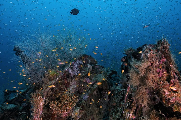 PADI Open Water - Bangkok poBv52bH-backdrop