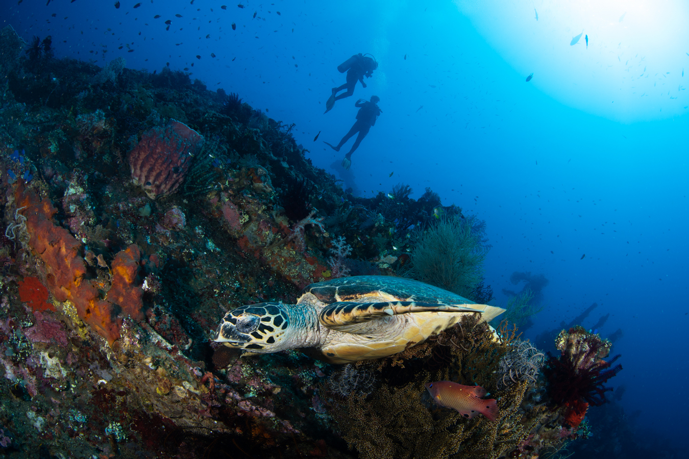 Get Ticket PADI Discover Scuba Diving in Tulamben with PADI 5 Star Dive Resort Promo Prices