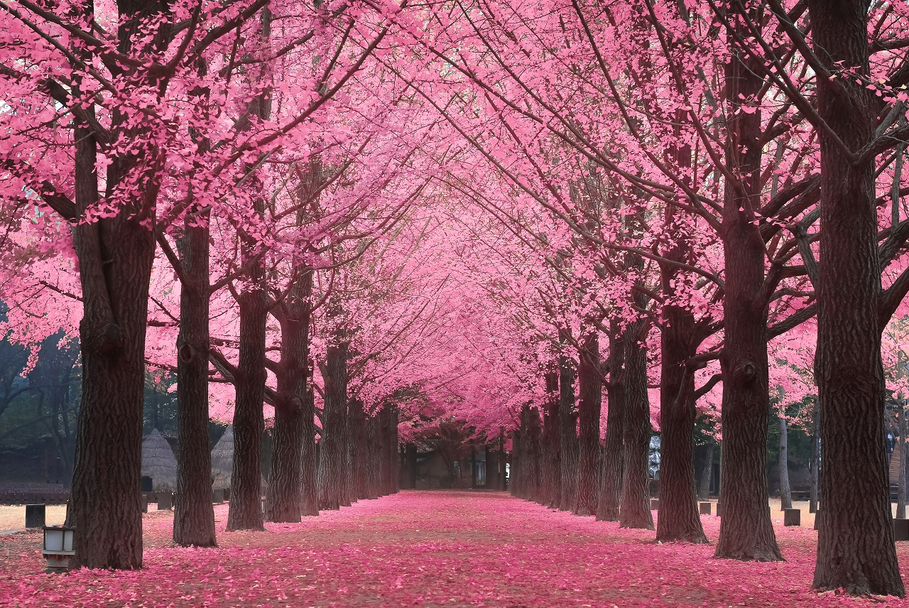 Nami Island Shuttle Bus Transfers from Seoul oaCjk0dx