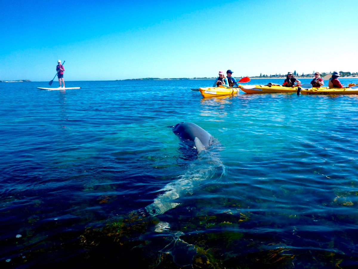 Tiket Penguin and Seal Island Sea Kayak Tour from Perth Harga Promo